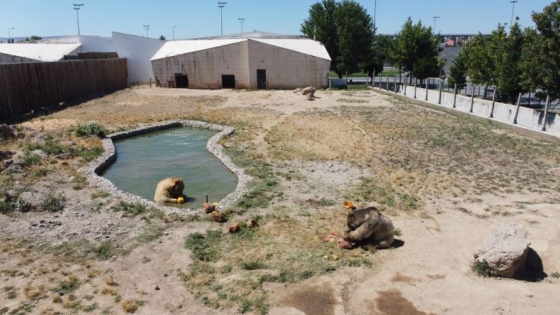 Büyükşehir Belediyesi’nden Hayvanat Bahçesi Misafirlerine Serinleten Uygulama