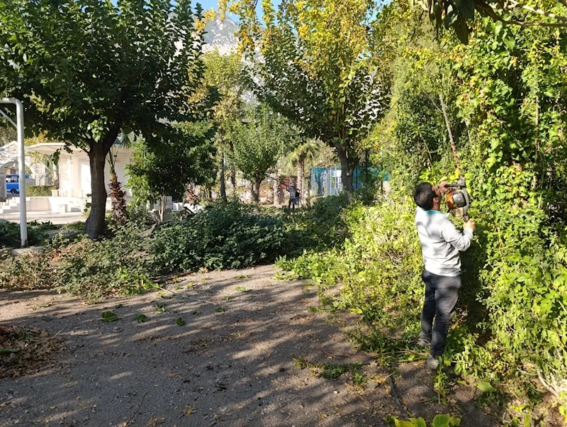 Kemer’de budama çalışmaları