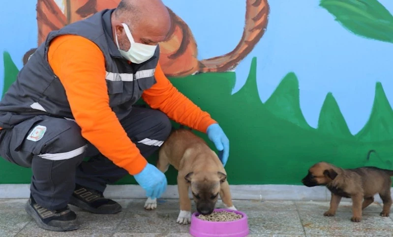 Şanlıurfa Büyükşehir Belediyesi Sokak Hayvanları İçin Mama Üretimine Başladı